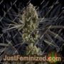 Pound Cake Auto by Fast Buds Cannabis Seeds For Sale at Just Feminized