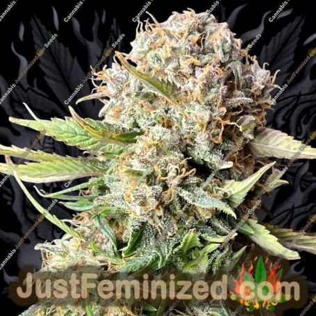 Sour Jealousy Auto by Fast Buds Cannabis Seeds For Sale at Just Feminized