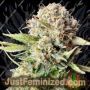 Sour Jealousy Auto by Fast Buds Cannabis Seeds For Sale at Just Feminized