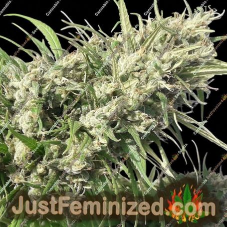 Oaxaca A5 Haze by Ace Seeds Cannabis Seeds For Sale at Just Feminized