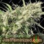 Oaxaca A5 Haze by Ace Seeds Cannabis Seeds For Sale at Just Feminized