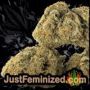Oaxaca A5 Haze by Ace Seeds Buds Weed Ganja Skunk Pot Reefer Dope Herb Pics Images