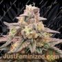 Animal Zookies by Advanced Seeds Cannabis Seeds For Sale at Just Feminized