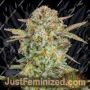 Bruce Banner XXL Auto by Advanced Seeds Cannabis Seeds For Sale at Just Feminized