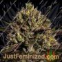 Chimera Cut by Anesia Seeds Cannabis Seeds For Sale at Just Feminized
