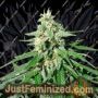 Jack Herer Auto by Bulldog Seeds Cannabis Seeds For Sale at Just Feminized