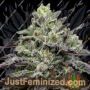Smashberry Fumez by Anesia Seeds Cannabis Seeds For Sale at Just Feminized
