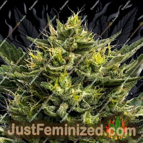 Wham Boom Auto by Anesia Seeds Cannabis Seeds For Sale at Just Feminized