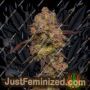 Gary Payton by Barneys Farm Cannabis Seeds For Sale at Just Feminized