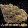 Gary Payton by Barneys Farm Buds Weed Ganja Skunk Pot Reefer Dope Herb Pics Images