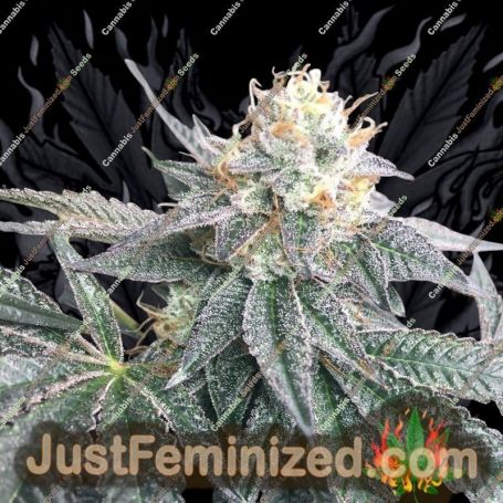 Cereal Milk by Cali Weed Cannabis Seeds For Sale at Just Feminized