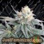 Cereal Milk by Cali Weed Cannabis Seeds For Sale at Just Feminized
