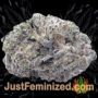 Cereal Milk by Cali Weed Buds Weed Ganja Skunk Pot Reefer Dope Herb Pics Images