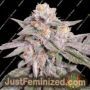 Gary Payton by Cali Weed Cannabis Seeds For Sale at Just Feminized