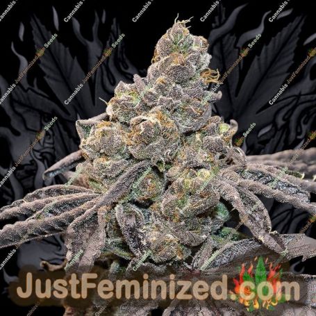 Apple Fritters Auto by Cali Weed Cannabis Seeds For Sale at Just Feminized