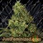 Northern Light by Bulldog Seeds Cannabis Seeds For Sale at Just Feminized