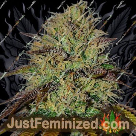 RS11 by Cream of the Crop Cannabis Seeds For Sale at Just Feminized