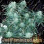 Super Stinky by 710 Genetics Cannabis Seeds For Sale at Just Feminized