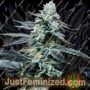 Crocketts Auto by Crockett Family Farms Cannabis Seeds For Sale at Just Feminized