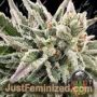 Strawnana Auto by Crockett Family Farms Cannabis Seeds For Sale at Just Feminized