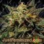 O.Z. Kush by Bulldog Seeds Cannabis Seeds For Sale at Just Feminized