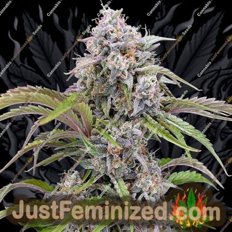 Amulet OG Auto by Dark Owl Seeds Cannabis Seeds For Sale at Just Feminized