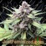 Midnight Marathon Auto by Dark Owl Seeds Cannabis Seeds For Sale at Just Feminized