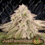 Bay Burger by Delicious Seeds Cannabis Seeds For Sale at Just Feminized