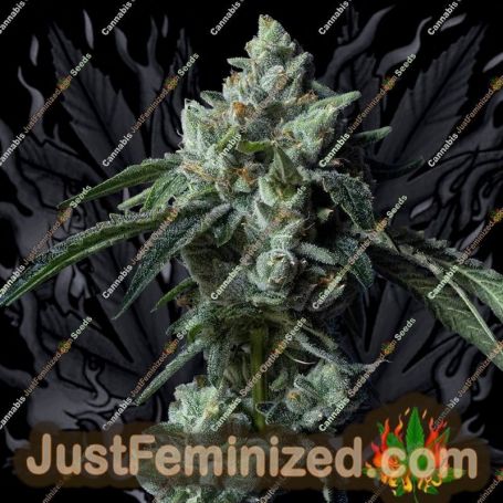 Zallah Bread by DNA Genetics Cannabis Seeds For Sale at Just Feminized
