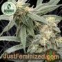 Banana Glue by Double Seeds Cannabis Seeds For Sale at Just Feminized