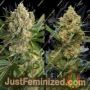 MAC 1 Auto by Dutch Passion Cannabis Seeds For Sale at Just Feminized
