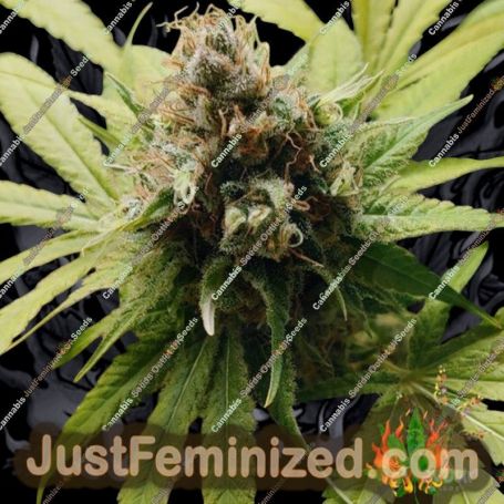Wonka Bars by Flavour Chasers Cannabis Seeds For Sale at Just Feminized