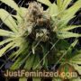 Wonka Bars by Flavour Chasers Cannabis Seeds For Sale at Just Feminized