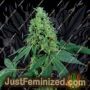 3 Kingdoms by Freedom of Seeds Cannabis Seeds For Sale at Just Feminized