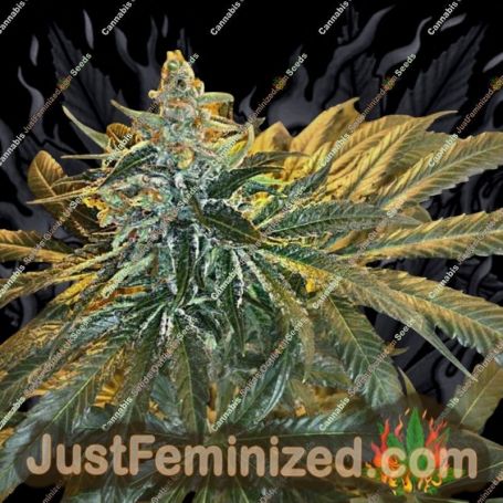 MAC x GSC by Freedom of Seeds Cannabis Seeds For Sale at Just Feminized