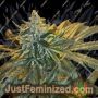 MAC x GSC by Freedom of Seeds Cannabis Seeds For Sale at Just Feminized