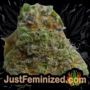 MAC x GSC by Freedom of Seeds Buds Weed Ganja Skunk Pot Reefer Dope Herb Pics Images