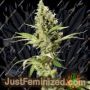 Sour Diesel by Bulldog Seeds Cannabis Seeds For Sale at Just Feminized
