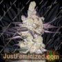 Razuberi by Greenhouse Seeds Cannabis Seeds For Sale at Just Feminized