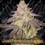 Black Toffee Auto by Greenhouse Seeds Cannabis Seeds For Sale at Just Feminized