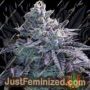 Guava Jelly by Grounded Genetics Cannabis Seeds For Sale at Just Feminized