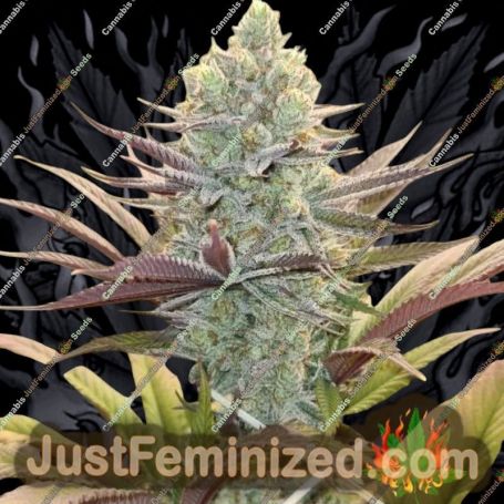 Platinum Mimosa Cookies XL Auto by Growers Choice Cannabis Seeds For Sale at Just Feminized