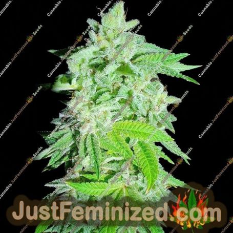 Banana Oreoz by Holy Smoke Seeds Cannabis Seeds For Sale at Just Feminized