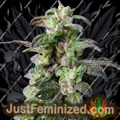 Dark Coffee by Holy Smoke Seeds Cannabis Seeds For Sale at Just Feminized