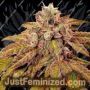 Gold Barz by Holy Smoke Seeds Cannabis Seeds For Sale at Just Feminized