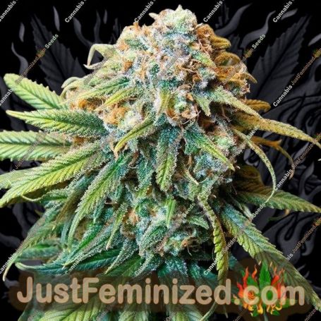 The Bulldog Haze by Bulldog Seeds Cannabis Seeds For Sale at Just Feminized