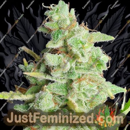 Yoda Junky by Holy Smoke Seeds Cannabis Seeds For Sale at Just Feminized