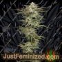 Jelly Donutz Auto by Humboldt Seed Co Cannabis Seeds For Sale at Just Feminized