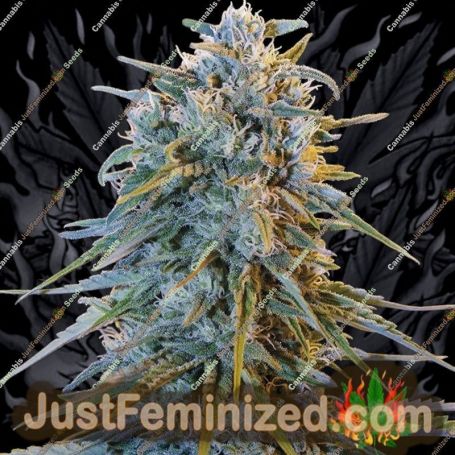 Blue Dream by Humboldt Seed Org Cannabis Seeds For Sale at Just Feminized