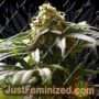 The Bulldog Skunk by Bulldog Seeds Cannabis Seeds For Sale at Just Feminized